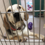 Dane County Humane Society Creates Safe Haven for Animals