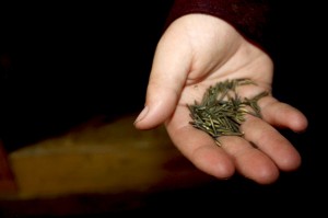 an open hand with grains